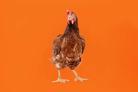 brown hen walking isolated on white, studio shot,chicken.
