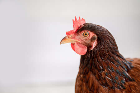 brown hen walking isolated on white, studio shot,chicken.の写真素材