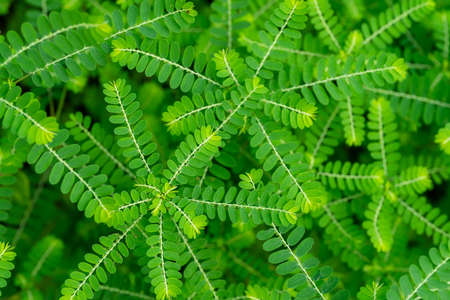 Phyllanthus niruri herb plant and other name, Seed-under-leaf, Phyllanthus amarus Schumach & Thonn.の写真素材