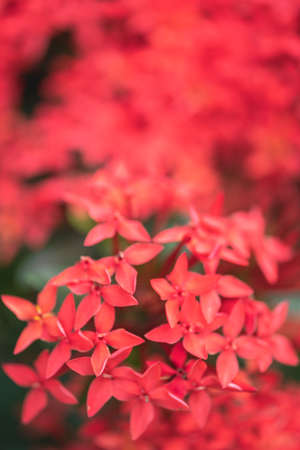 Phyllanthus niruri herb plant and other name, Seed-under-leaf, Phyllanthus amarus Schumach & Thonn.の写真素材