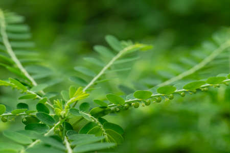 Phyllanthus niruri herb plant and other name, Seed-under-leaf, Phyllanthus amarus Schumach & Thonn.