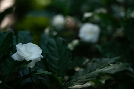 gardenia jasminoides white big flower and green leaf.