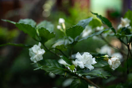 gardenia jasminoides white big flower and green leaf.