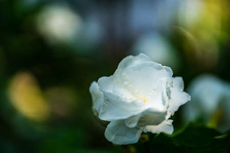 gardenia jasminoides white big flower and green leaf.