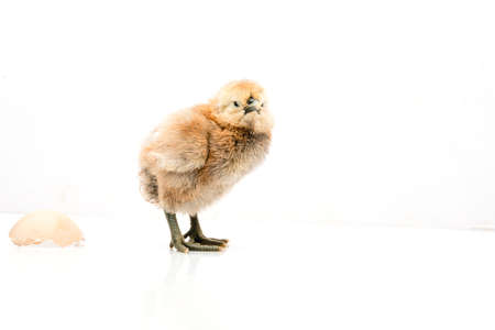 brown egg and chicken isolated on a white background,Small chicks and egg shells.の写真素材