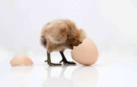 brown egg and chicken isolated on a white background,Small chicks and egg shells.