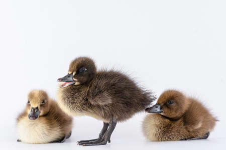 Little brown duckling on a white background, khaki Campbell.