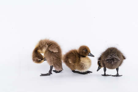 Little brown duckling on a white background, khaki Campbell.の写真素材