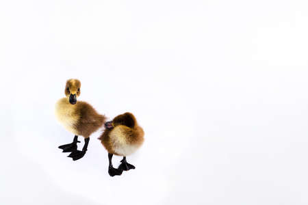 Little brown duckling on a white background, khaki Campbell.の写真素材