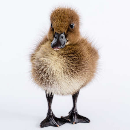 Little brown duckling on a white background, khaki Campbell.の写真素材