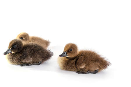 Little brown duckling on a white background, khaki Campbell.