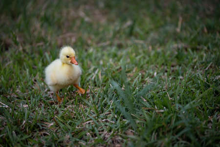 Young Chinese goose searching food on the grass.の写真素材
