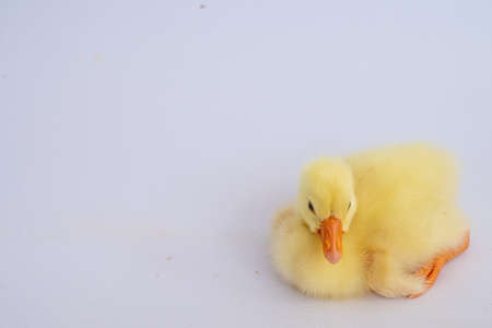 Yellow gosling on white background,Cute little newborn yellow fluffy gosling.の写真素材
