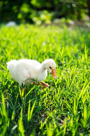 The yellow gosling walked to the grass, and the light shone from behind.の写真素材