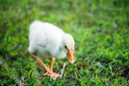 The yellow gosling walked to the grass, and the light shone from behind.の写真素材