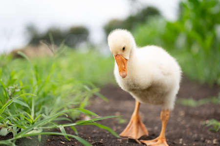 The yellow gosling walked to the grass, and the light shone from behind.