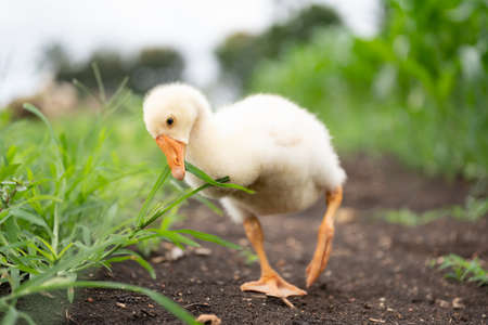 The yellow gosling walked to the grass, and the light shone from behind.の写真素材