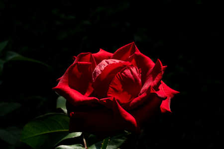 Red rose closeup on black background wallpaper.の写真素材