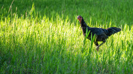 A rooster walks on a green lawn.の写真素材