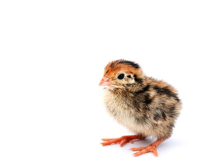 Baby of quail after hatching isolating on white background.の写真素材