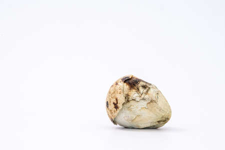 The baby quail in the nest is out of the egg.の写真素材