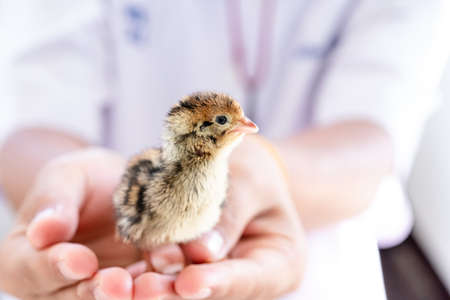 The baby quail in the nest is out of the egg.の写真素材