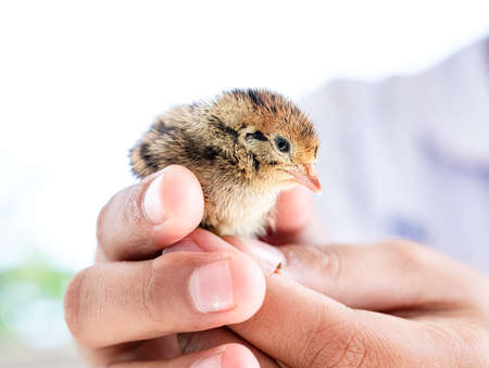 The baby quail in the nest is out of the egg.の写真素材
