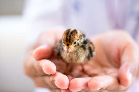 The baby quail in the nest is out of the egg.の写真素材