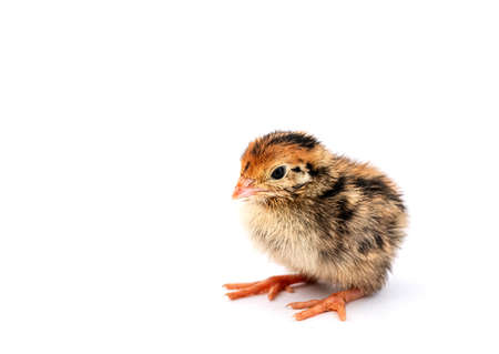 The baby quail in the nest is out of the egg.の写真素材