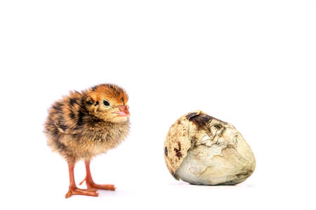 The baby quail in the nest is out of the egg.の写真素材