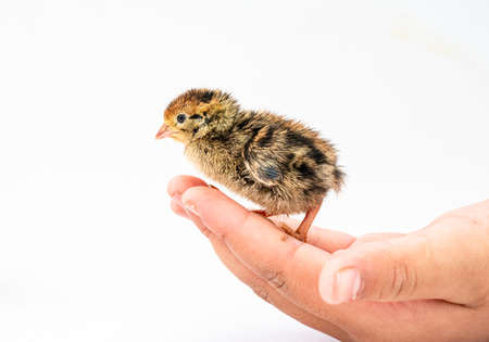 The baby quail in the nest is out of the egg.の写真素材