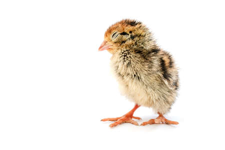 The baby quail in the nest is out of the egg.の写真素材