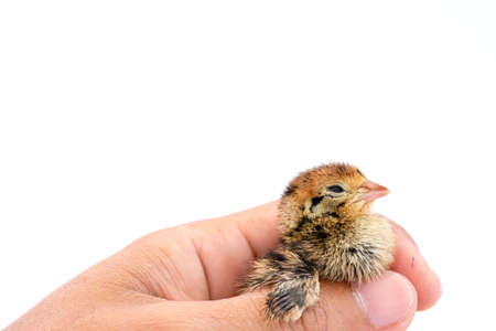 The baby quail in the nest is out of the egg.の写真素材