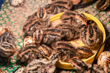 The baby quail in the nest is out of the egg.の写真素材