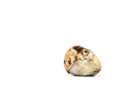 Quail hatched from eggs, standing on the hands.の写真素材
