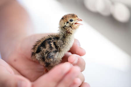 Quail hatched from eggs, standing on the hands.の写真素材