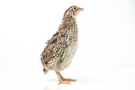 Isolated Japanese quail on white background.の写真素材