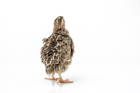 Isolated Japanese quail on white background.の写真素材