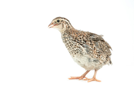 Isolated Japanese quail on white background.の写真素材