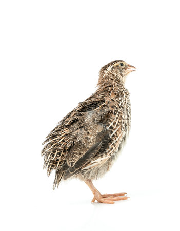 Isolated Japanese quail on white background.の写真素材