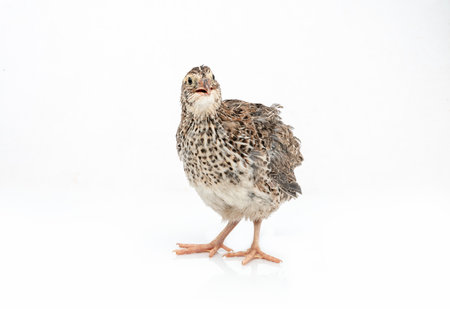 Isolated Japanese quail on white background.の写真素材