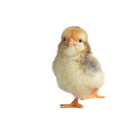 Sleepy bantam, on a white background.の写真素材