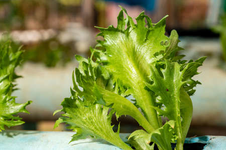 Green oak growing in a trough Planted in a hydroponic system.の写真素材
