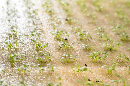 Green oak growing in a trough Planted in a hydroponic system.の写真素材