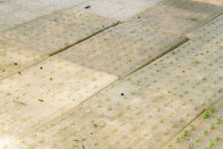 Celery seeds growing in a sponge.の写真素材