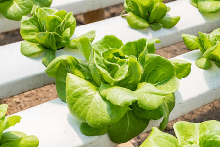 Celery seeds growing in a sponge.の写真素材