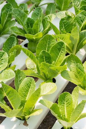 Celery seeds growing in a sponge.の写真素材
