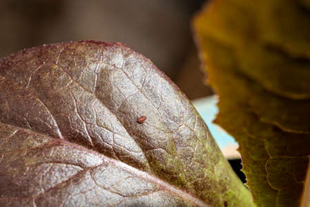 Green oak growing in a trough Planted in a hydroponic system.の写真素材
