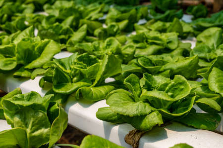Summer storm blows the roofs of cultivated greenhouses.