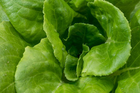 Green oak growing in a trough Planted in a hydroponic system.の写真素材